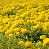 Yellow African Marigold Flower Live Plant, 5-7 Inch Tall, 4 Inch Pot