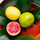 2 Pink Guava Live Plants, 6 Months Old 4-6 Inches Tall, Sweet Tropical Guava Fruit Tree, Cold Hardy, No Pot