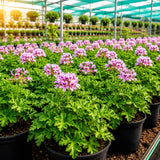 Citronella Geranium Plant Live, Fragrant Herb Plant, 4-6 Inch Tall