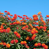 2 Red Lantana Plants Live, Hardy Flowering Perennial, 4-6" Tall