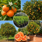 Orange Tree Live Plant, Citrus Fruit Tree, 1 Ft Tall, 1 Gallon Pot