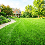 36000 Zoysia Grass Seeds for Lawn, Thick Green Lawns