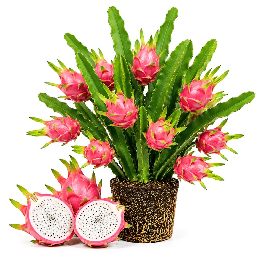 2 White Dragonfruit Live Plants, Dragon Fruit Live, 3-6 Inch Tall
