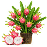 2 White Dragonfruit Live Plants, Dragon Fruit Live, 3-6 Inch Tall