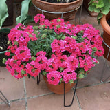 3 Pink Verbena Plants Live 4-7 Inch Tall