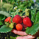 20 Red Strawberry Live Plants, Home Garden Plant, 3-5 Inch Tall