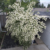 Mock Orange Tree Shrub Plant, 6-10" Potted, Fragrant