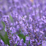 2 Creek Live Lavender Plants, Live Starter Plant, 4-7 Inch Tall