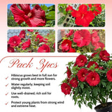 Set 3 Large Red Hardy Hibiscus Live Plant, Red Hibiscus Plant, 4–6" Tall