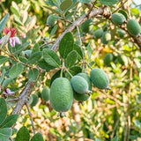 2 Pineapple Guava Live Plant, Guava Sweet Fruit, 4-6 Inch Tall