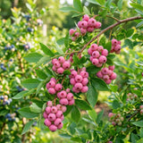 Set 2 Pink Lemonade Bluberry Plants, 4-6 Inc Tall, Blueberry Bush