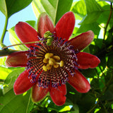 Red Passion Fruit Vine Live Plant, Fruit Vine Plant, 4-6 Inch Tall