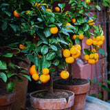 Valencia Orange Tree Live Plant, Fruit Plant Garden, 1-2Ft Tall, 1 Gallon