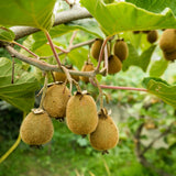 3 Kiwi Trees Live, Hardy Garden Plant, 5 Inch Tall