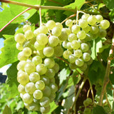 3 Grape Plants Live for Planting, Starter Plants, 3-5" Tall, No Pot, Cold Hardy, Tree Grape Vines Fruit for Spring Growing (Green Yellow)