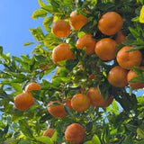Grafted Sweet Tangerine Tree Plant 2-3 Feet Tall