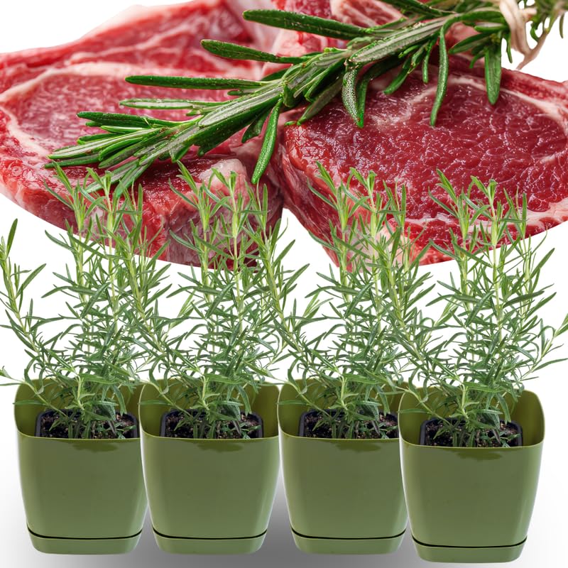 Sets 4 Rosemary Plants Live 4-7 Inches in Tall, No Pot, Fast-Growing, Fragrant Fresh Herb Plants for Outdoor Garden, Patio, or Container Planting (High-yielding)