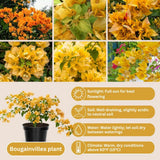 Set 2 Gold Bougainvillea Live Plant 5-7 Inch Tall