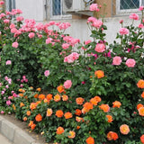 Miniature Live Rose Plant, Hardy Rose Plant, 3-5 Inch Tall, 3.5 Inch Pot