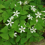 Green Shamrock Oxalis Live Plant, Indoor Decor Plant, 3.5 Inch Pot