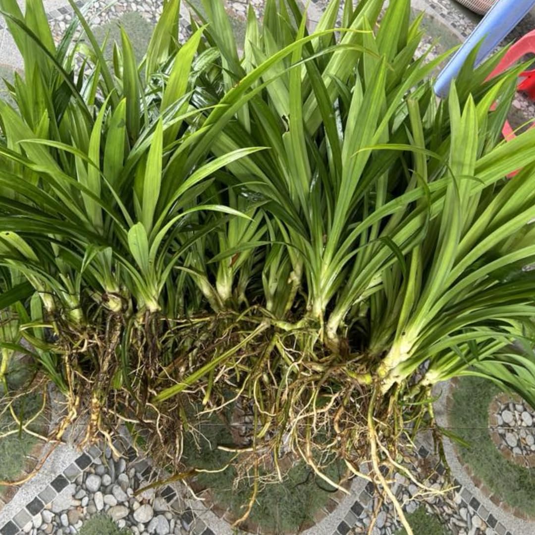 2 Pandan Plants Live, Well-Rooted Herb Plant, 3-6 Inch Tall