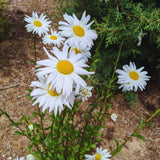 White Daisy Live Plant, Patio Container Flower, 3 Inch Pot