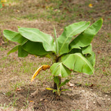 Dwarf Cavendish Banana Live Tree, Home Garden Plant, 6-8 Inch Tall, 4 Inch Pot