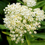 2 White Milkweed Plants Live, Hardy Garden Plant, 4-6 Inch Tall
