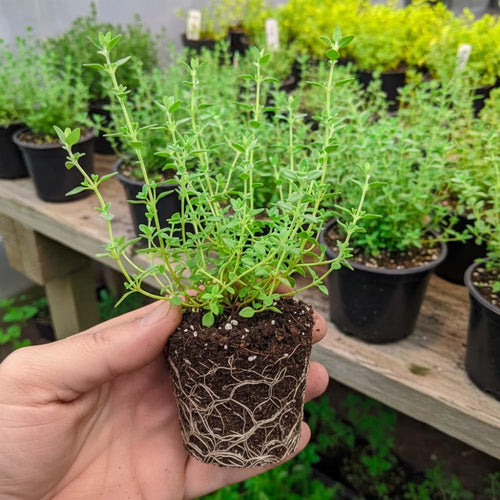 2 Live Thyme Plants, Outdoor Garden Plant, 4-6 Inch Tall