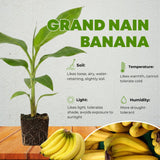 Grand Nain Banana Plant Live, Hardy Garden Plant, 4-6 Inch Tall