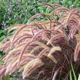 2 Pack Red Fountain Grass Plants, 4–6 Inches Tall