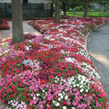 2 Random Impatiens Live Plants, 5-7 Inch Tall