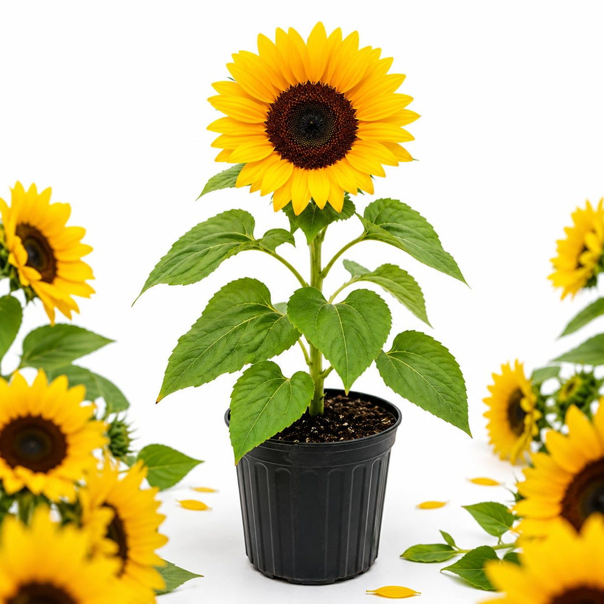 Yellow Sunflower Live Plant, Outdoor Garden Flower Plant, 3-5 Inch Tall