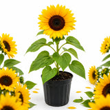 Yellow Sunflower Live Plant, Outdoor Garden Flower Plant, 3-5 Inch Tall