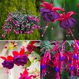 Purple Fuchsia Live Plant, Patio Basket Flower, 4-8 Inch Tall, 5 Inch Pot