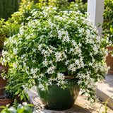 Downy Jasmine Plant Live, Fragrant Jasmine Live Plant, 4-8 Inc Tall