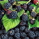 3 Sweet BlackBerry Live Plants, Cold Hardy Berry Bush, 3-7 Inch Tall