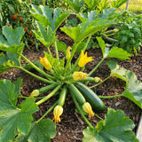 2 Green Live Zucchini Squash Plants, 4-6 Inch Tall, 4 Inch Pot