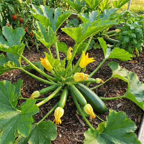 2 Green Live Zucchini Squash Plants, 4-6 Inch Tall, 4 Inch Pot