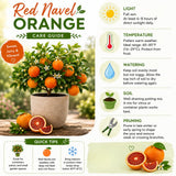 Orange Tree Live Plant, Citrus Fruit Tree, 1 Ft Tall, 1 Gallon Pot