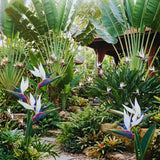 3 White Bird of Paradise Live Plants, Houseplant, 5-7 Inch Tall