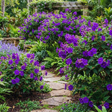 Purple Tibouchina Princess Plant Live, Flower Shrub Plant, 3-5 Inch Tall