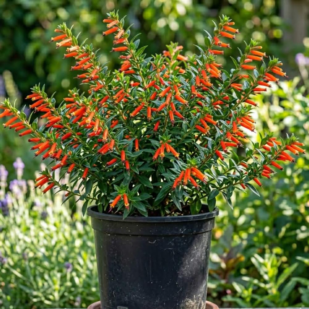2 Yellow Cuphea Live Plants, Indoor Outdoor Flower Shrub, 4-6 Inch Tall