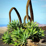 Attenuata Agave Live Plant, Architectural Succulent, 6-8 Inch Tall