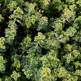Combo 3 Lemon Thyme Live Plant 4 Inch Pot