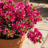2 Deep Pink Bougainvillea Plants, Well-Rooted Bougainvillea, 4-6 Inch Tall
