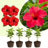 4 Deep Red Hibiscus Live Plants, Hibiscus Flower, Patio Container Plant, 4-8 Inch Tall