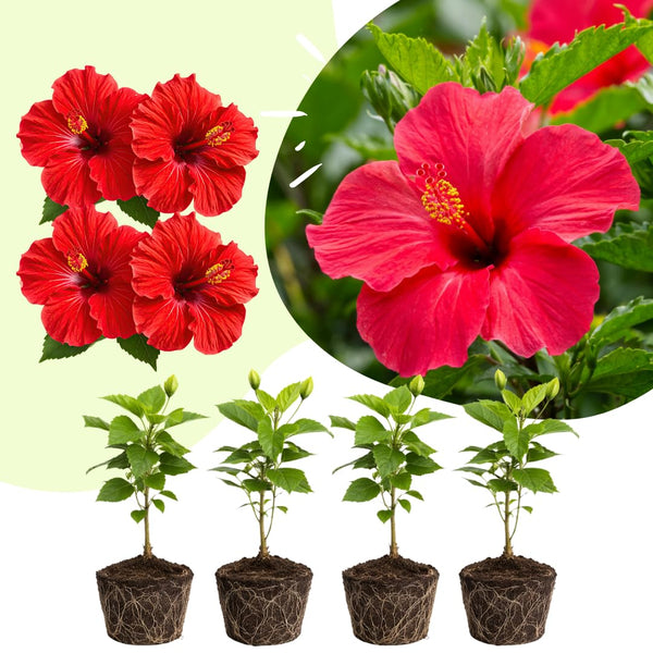 4 Deep Red Hibiscus Live Plants, Hibiscus Flower, Patio Container Plant, 4-8 Inch Tall