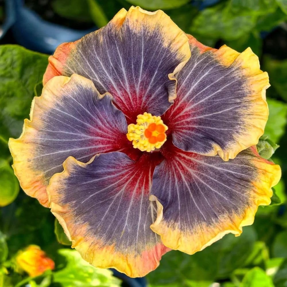 Yellow Hibiscus Live Plant, Patio Container Plant