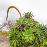 Attenuata Agave Succulent Plant Live, Rooted Starter Plant, 8 Inch Tall